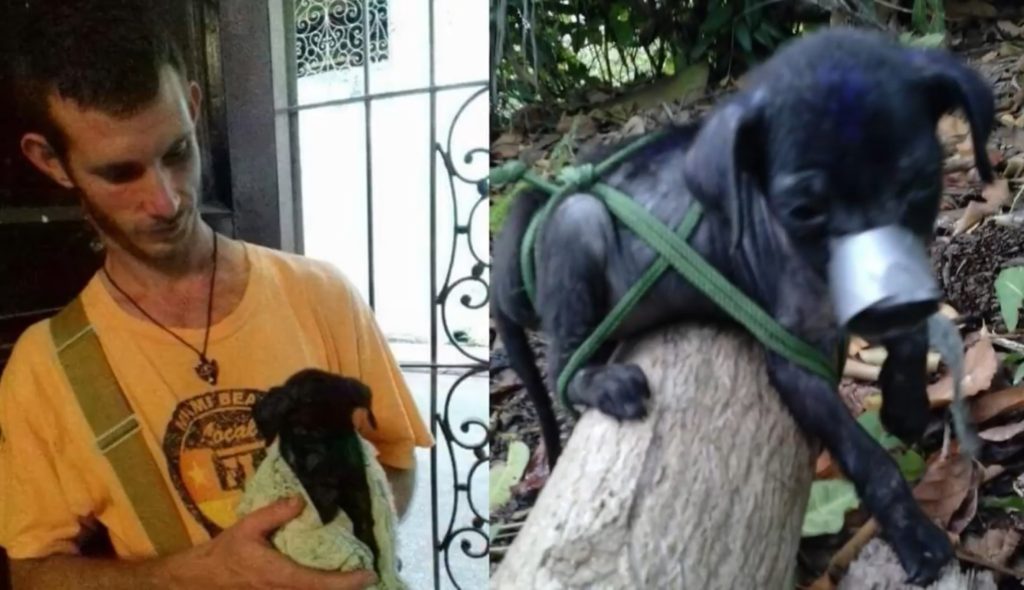 Rubén Marrero Pernas / Woof